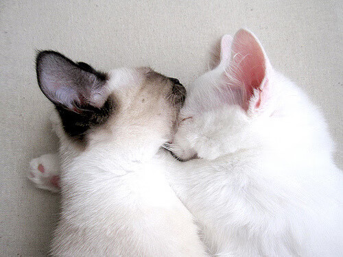 爱游戏APP-青少年体育运动参与对社会适应性的影响,青少年参加体育运动有哪些作用