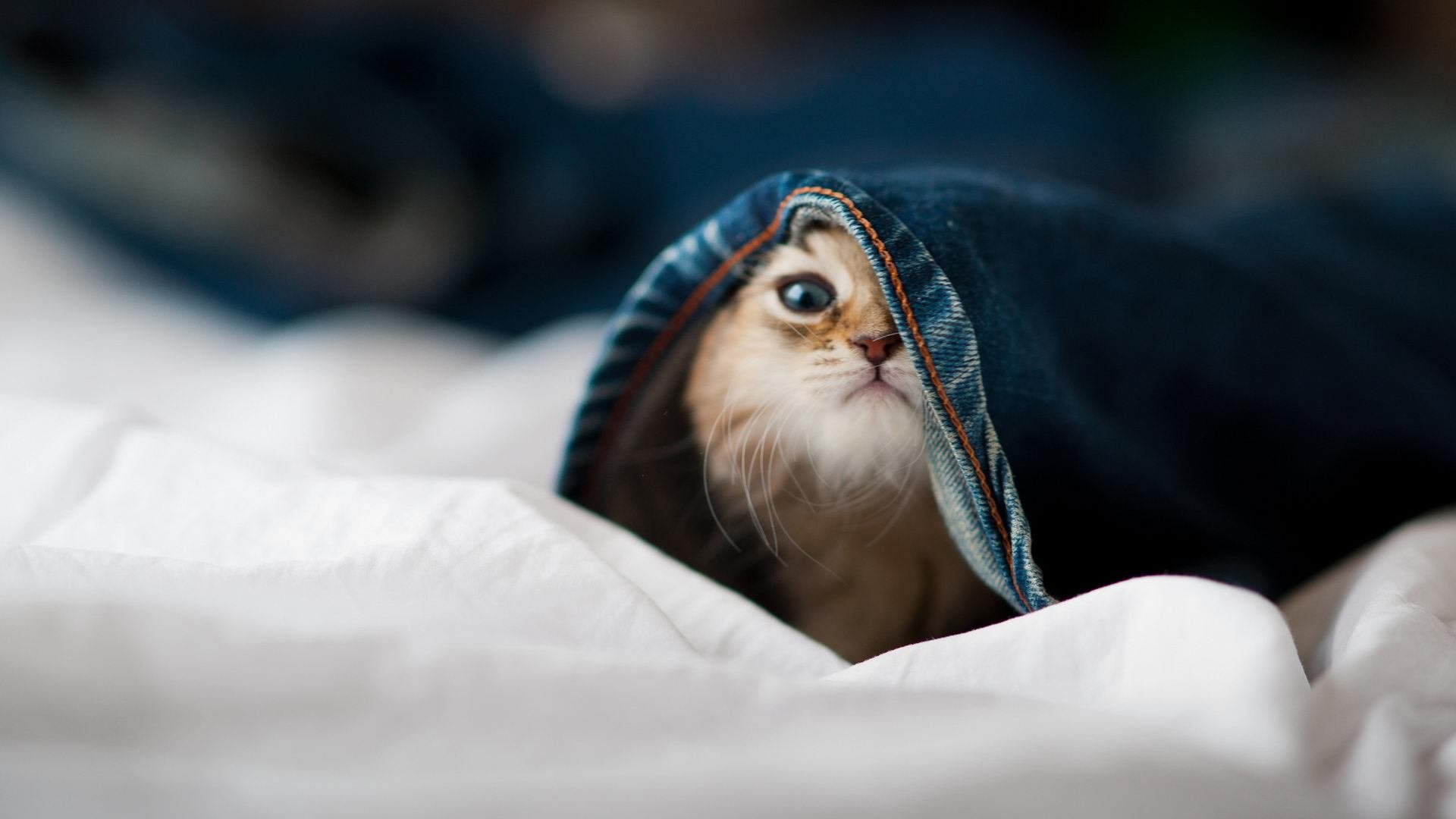 爱游戏智能体验-体育新闻中心启动体育数字版权风险防控项目,体育数字化建设