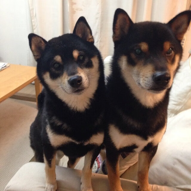 爱游戏在线-体育明星客串影视作品扩大个人影响,体育明星上的综艺节目