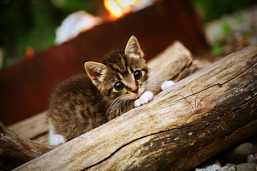爱游戏体育-国际排联调整赛制 新赛季竞争更激烈,国际排联最新排名